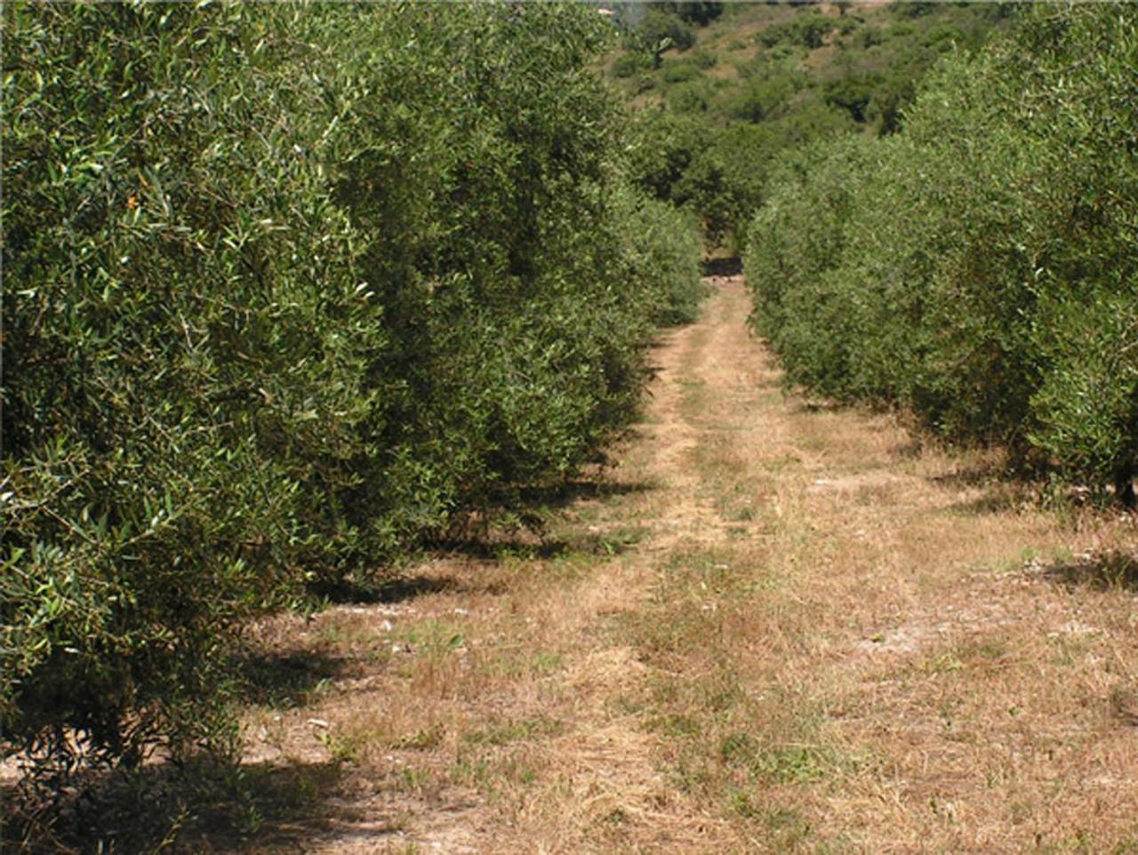 Meshek 81 משק 81 Amikam